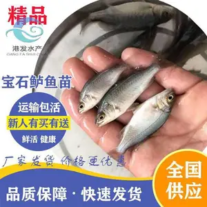 ��ѡ������ ��ʯ���������� ��������