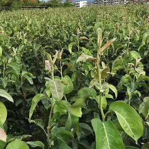 早红考密斯梨苗基地 早红考密斯梨苗哪里有 早红考密斯梨苗介绍