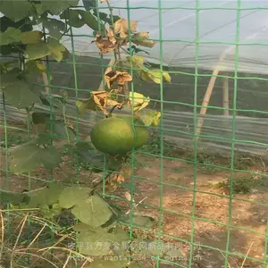 ��ɫ��˿�� ��ֳ��˿������ ��ɫ����Χ�� �ֻ�