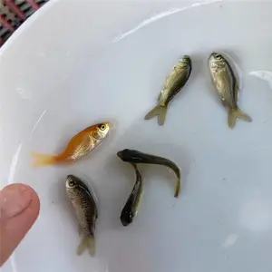 ����������س��ڹ�Ӧ�̻������� �ɻ������� ������ �������� �ɰ������� ������ �ɻ�***