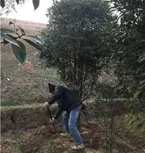 河南长葛8公分桂花