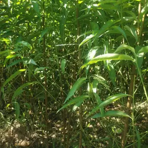 毛桃核多少钱一斤?毛桃核一亩地种多少斤?毛桃核种植时间?