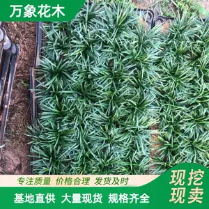 ���س��� 5cm������С�� ͥԺ��ֲ�ر����²� ��·ɫ����ľ