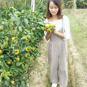 四川沃柑苗批发庭院种植地栽优良品种