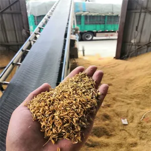 散装稻壳酒发酵用稻壳子 稻壳价格 鱼台稻壳