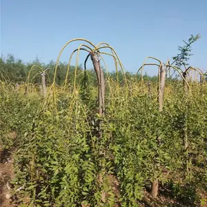 ��צ������-12������צ��-����ֱ��-װ��������-��������