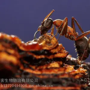 西安灭蚂蚁公司碧洋虫控灭蚂蚁明码标价药到蚁除