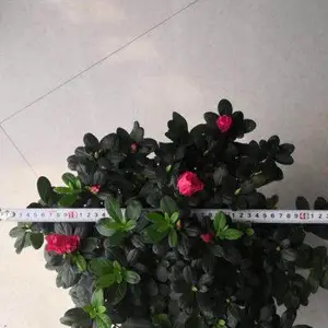 ������Ӧ�������أ������С����أ���ɫ��С�Һ�