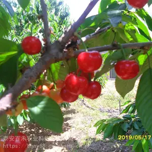 早大果樱桃苗多少钱一棵 1公分2公分3公分樱桃树苗价格