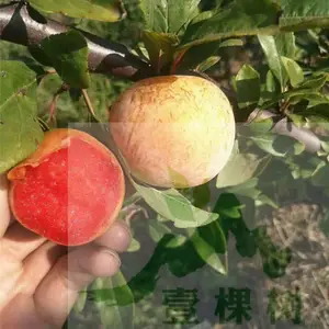 晚熟李子品种 恐龙蛋李子苗品种介绍