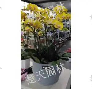 宜兴工厂盆景出租 欢迎咨询 江阴楚天供应