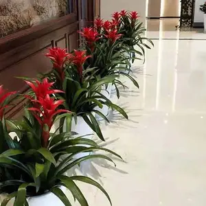 绿植租摆 绿植租赁 花卉租赁