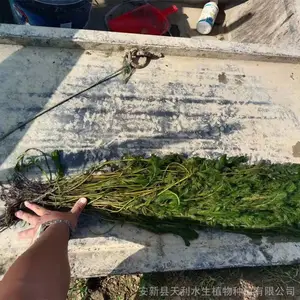 聚藻穗花狐尾藻穗状狐尾藻,成活率高适合河道种植