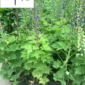 大花飞燕草批发处理 耐旱耐湿草花 花境花海绿化 价格美丽 成都飞燕草种植基地
