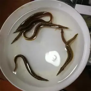�㶫�������籨�� �Ʒ�ˮ���糡�����л��������� ʯ׶����