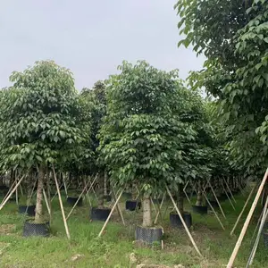广州秋枫树袋苗基地供应商 美丽乡村常用树苗产地批发商