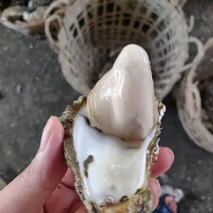 ������ѹ����� �տ������� �����ʻ�ĵ�� ���4-6��