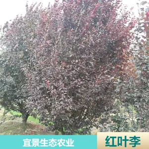 �����˾���̬�Ǽܺ�Ҷ�� ԰���̻��ͷ�֦��Ҷ��������