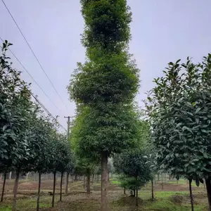 �Ĵ�СҶ����ǽ�����ʵ��Щ��20����СҶ��骼۸���٣�
