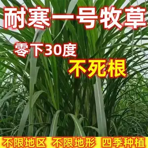 常青草坪草籽采购|草坪草籽全国仓库