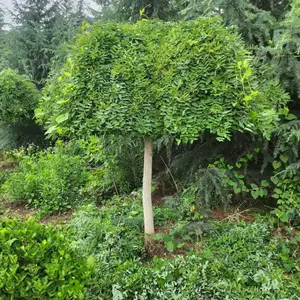 ֦����צ���Ͷ��أ���צ�� ͥԺ�����쾰�� ��צ������
