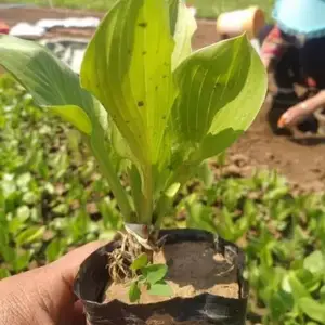���Գ�����Ҷ����С������·�߹�����ֲ�̻���̳������׺
