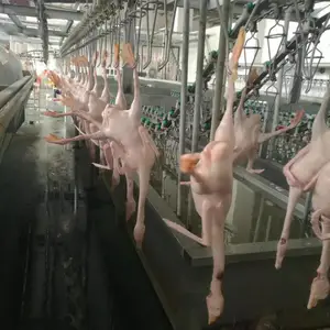 云南贵合家禽屠宰流水线 杀鸡鸭鹅流水线 家禽全自动宰杀生产线直销