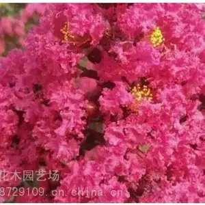 ����������Ҷ�컨��ޱ ������Ҷ��ޱ�� �������ޱ �̻������� ���ɻ�