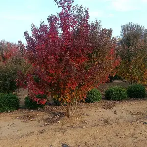 �������-2��3�״������ 4�ס�5�״������ 6�ס�8�״������