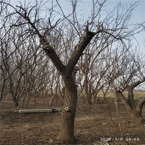 ����Ե ����̻��Գ��ڻ����ӷ��ܱ���ë �辰��֦÷