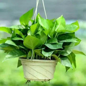 植物花卉销售高端植物租摆