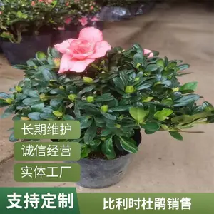 ����ʱ�ž黨�۸� ����ʱ�ž���ֲ԰���� ����ʱ�ž黨