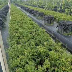 2026 年防草布生产厂家怎么联系,拿货需要注意哪些问题?