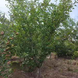山东聊城冠县二乔山楂树种植基地批发山楂树报价_10公分山楂树厂家大量供应_山楂树产地自产自销全国配送