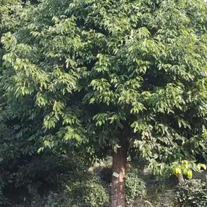 成都苗圃天竺桂,专业培育,***,天竺桂批发量