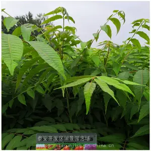 �󾰳��ۺ����㴻���� ��ѿ�㴻����������� ���ں��㴻��