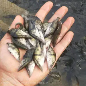 ���������ڱ��� ���������Ͷ��ʱ�� �۴�ˮ�����̷���