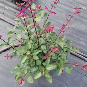 2加仑杯苗一串红基地批 发,出售一串红盆苗,大量供应一串红