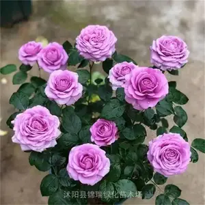 月季花不用砍价了 地栽月季盆栽月季都便宜 基地直发谁买谁知道