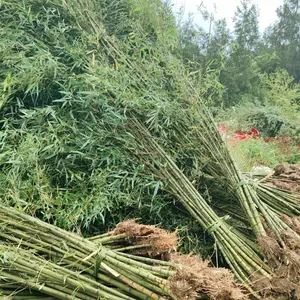 基地供应毛竹楠竹 竹子工程绿化苗木批发 别墅庭院绿化观赏竹子 量大***
