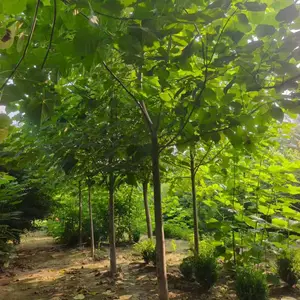 1米高至5米高紫花泡桐树苗,贵州六盘水泡桐小苗基地,泡桐根桩苗产地报价