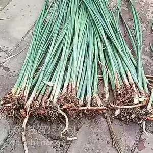 香蒲苗 盆栽荷花 睡莲种苗适合在湿地河道公园池塘种植