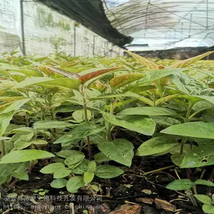 凌云基地直供巴西人参珐菲亚驯化苗 即采即发 保障存活率 巴西人参