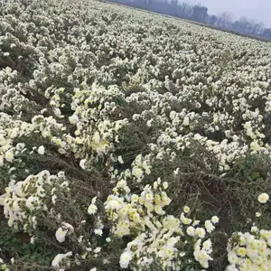 �ձ�������ֲ����
