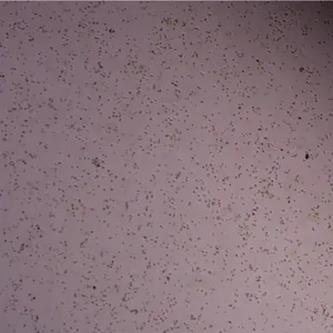 Trans PCR酶 PCR Enzyme 基因改造 高活性筛选表达 亲和 离子交换层析