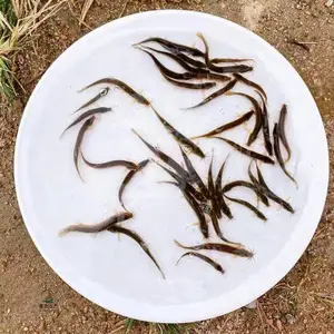 �������Ǹ���̨̬�������� �߲��������� ��������