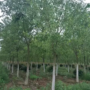 ��Ӧ�߸�10����˿��ľ ˿��ľ�۵�ֱ�� ũ����ֲ˿������