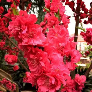 �����һ��������辰�������һ�������һ���ҪƷ��������������
