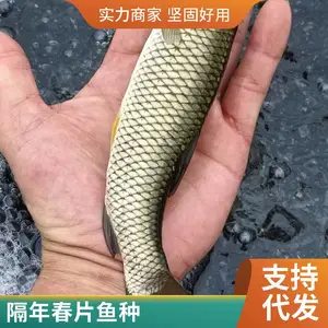 本地草鱼苗 鲤鱼鱼苗 山东菏泽鱼苗养殖场 8-12公分大苗