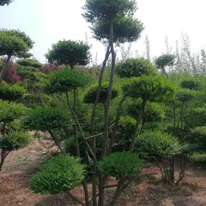 河南鄢陵小叶女贞造型树的发展方向